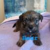 "Fluffy Bully"  Miniature Australian Shepherd Shih Tzu-Pocket Bully mix puppies For Sale