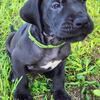 AKC Great Dane Black Male