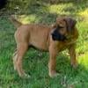 Boerboel/Mastiff Mix Tan w Black Face Female