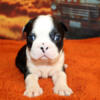 Boston Terrier puppies, AKC Registered