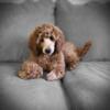 AKC Mini Poodles will be around 19 to 26lbs as adults