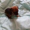 tea cup chihuahua puppy