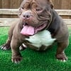 American bully male