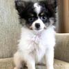 Perfect Pomchi boy ready fur his new furever family!