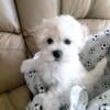 Maltipoo Male Puppy age 3 months (Sire Maltese Dame Maltipoo)