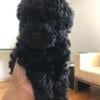 Toy Poodle Female