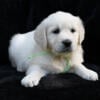 AKC English Golden Retriever Male - Ready October!