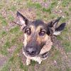 Seeking to rehome AKC GSD