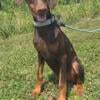 Gorgeous Red Doberman Puppy!