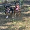 Chocolate American Bully looking for home, 