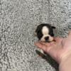 Beautiful Quality Female Boston Terrier Puppies 