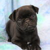 Pug AKC Home raised Genetic tested Health Guaranteed