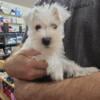 Miniature Schnoodles Male White Ready To Go Home -- $400