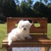 beautiful teacup Maltese