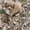 Toy poodle for sale GiGi