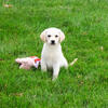 Labrador Puppy - Whitney