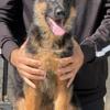 TOP German Shepherd Puppies For Sale