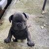French Bulldogs Available 