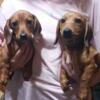 Miniature Dachshund, female mini dachshund for sale