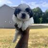 Shih Tzu puppies