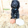 Adorable 9-Week-Old Golden Doodle Puppies – Ready for Their Forever Homes!