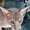 Colored Oriental Shorthairs