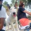 Bull Terrier 5 months old -female