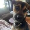 Need to Rehome our Terrier Chihuahua Mix