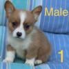 AKC Welsh Penbroke Corgis