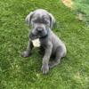 Cane Corso puppies ready for their forever homes! For sale