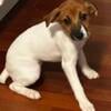 Female Jack Russell Terrier