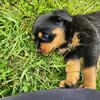 AKC Rottweiler Puppies 