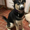 AKC Siberian Husky (Akela)