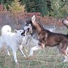 Ontario's ONLY LEGAL Wolfdog.  $2000  Jan 2023 litter.