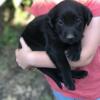 Black Labrador retriever puppies