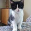 Black/White Female BSH Mix