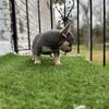 AKC French Bulldogs puppies