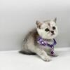 Scottish fold femae and male