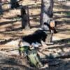 Beautiful European/American Basset Hounds