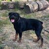 Adult male Rottweiler available