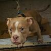 Quality American Bullies Priced To Rehome