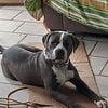 Neopolitan mastiff mix original bandog For sale