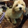 Malti-Poo Puppies -FOR SALE