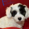 5 Poodle Havanese mix puppies, 8-weeks old. 1 female, 4 males