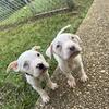 🐾✨ 8-Week-Old Merle American Bully Puppies ✨🐾 ABKC Registered • First Shots Included