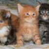 TiCA registered Maine Coon Kittens with breeding rights