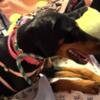 Female Doberman Rescue pup