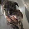 Pit bull puppies available born 11/11/25