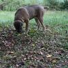 Male Cane Corso 