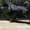 17 months old rottweiler  male